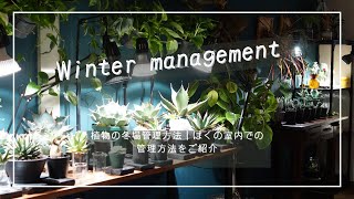 植物の冬場管理方法｜ぼくの室内での管理方法をご紹介