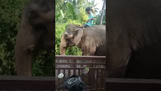 ഇന്നത്തെ കണി 😲🥰#youtubeshorts #elephant ഇഷ്ടപെട്ടാൽ ❤️തരണേ... 😊