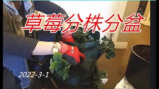 草莓分盆，一棵变八棵  Strawberries are divided into pots, one becomes eight/室内种植篇/22-20#/22-3-1/