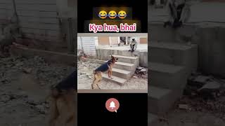 Dog vs monkey।। Monkey funny video।।