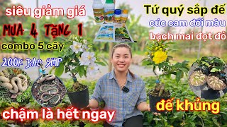 🌲16/2☎️vườn mai Chị Ngọc Hân☎️mai ghép xả vườn🌲giống mới lạ🌲mua 4 cây tặng 1 cây🌲mai con tứ quý