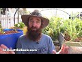 growing blueberries in containers fertilising acidifying the soil u0026 overwintering