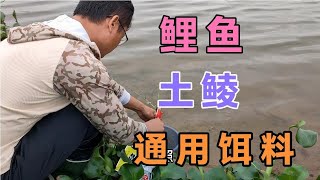 到底是什么饵料，能让鲤鱼土鲮如此喜欢？一起来眼见为实