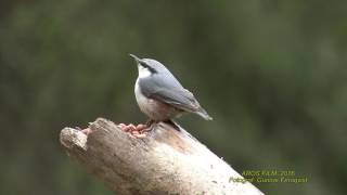 NÖTVÄCKA  Eurasian Nuthatch  (Sitta europaea)  Klipp - 1895