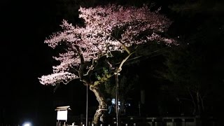 2016年南信州の桜巡り　愛宕神社清秀桜ライトアップ