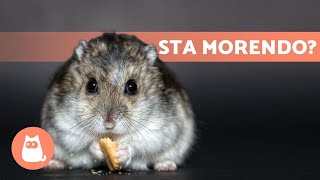 Come sapere se il tuo CRICETO sta MORENDO🐹 (5 sintomi)