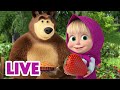 🔴 AO VIVO 👱♀️🐻 Masha e o Urso ☀️📅 Uma vez no meio de agosto 😎 Masha and the Bear LIVE