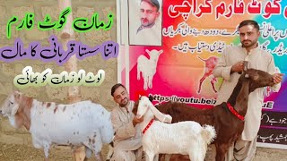 zaman goat farm 2025 ka kurbani ka Mal itna sasta sirf 37 mein 15/1/2025 bus der mat Karen