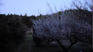 トラツグミの鳴き声