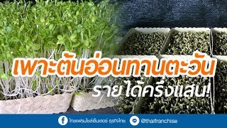 เพาะต้นอ่อนทานตะวัน รายได้ครึ่งแสน!