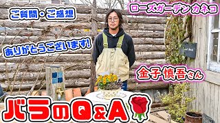 オシャレに楽しくバラを育てよう♪【ローズガーデンカネコ】金子慎吾さんの【バラのQ&A】