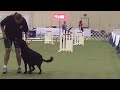 2016 dec_dauphine q_clean round 1 jww at the 2016 akc agility invitational 100 score