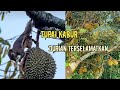 Cara Mengatasi Hama Tupai Pada Buah Durian