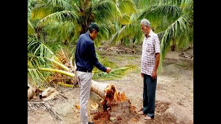 Coconut Red palm weevil Management - தென்னையில்   சிவப்பு கூன் வண்டு மேலாண்மை முறைகள்