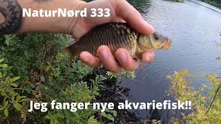 NaturNørd 333. Tag ud og fang jeres egne akvariefisk!!!