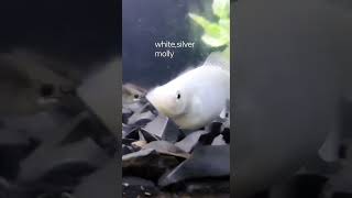 White/Silver molly fish  #mollyfish #molly #petsvlog #aquarium #guppy #bettafish #pets #fishes