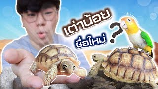 เต่าน้อยได้ชื่อแล้ว ซื้อมาเท่าไร? เลี้ยงยากไหม? | My PET EP.42