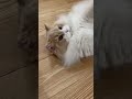 もっふもふ cat ブリティッシュロングヘア ブリティッシュショートヘア