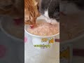 不爱喝水的猫，可以用罐头兑水哦！ 萌宠好物 宠物零食 猫罐头 阿福是只橘猫