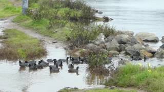 Coot on the Path