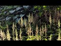 자연에서 힐링을, Relaxing nature video with indie