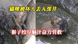 猫咪被坏人丢入深井，猴子绞尽脑汁奋力营救，老六摄影师只顾拍照