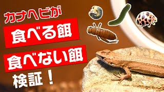 カナヘビが食べる餌・食べない餌