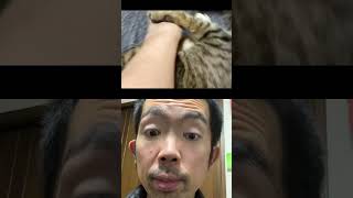 愛猫に噛まれた喜びで痙攣する主2024.7.28@TORU#vlog #切り抜き