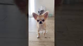 【ロングコートチワワ】オヤツもらうティル！【子犬】