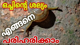 ഒച്ചിന്റെ ശല്യം എങ്ങനെ പരിഹരിക്കാം ( How to solve Snail's annoyance