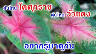 วิธีดูบอนสีวัวแดง กับ โคศุภราช มีความเหมือนหรือแตกต่างกันอย่างไร