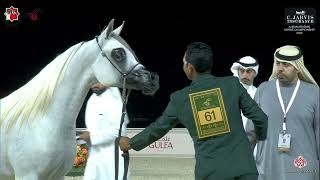 Ajman Arabian Horse Championship 2025   Class 2C