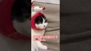 ちょっと待って。時止まってない？？　#ネコ#cat #ハチワレ #スコティッシュフォールド #ねこ #白黒ハチワレ #乃木坂46 #乃木坂 #齋藤飛鳥