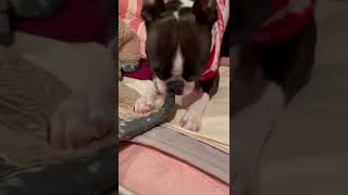 眠くなると目がバキバキになります。　#shorts #dog #ボストンテリア