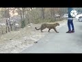 when the leopard suddenly came on the road and started moving towards the people