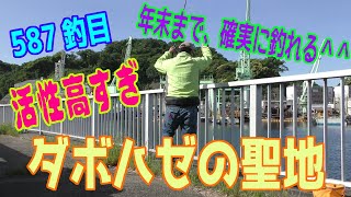 釣り動画ロマンを求めて 587釣目