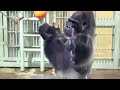 gentaro is scolded by his father and mother gorillas. date taken 2025.1.26