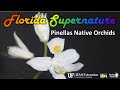 Pinellas Native Orchids