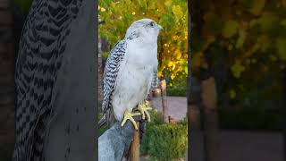 Largest falcon in the world- Gyr Falcon #falcon #birds #nature #wildlife #animals #explore #