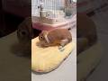 Feet on Fire! Bunny Takes on Pedro #Bunny Sphinx's Daily Life