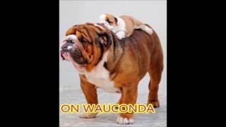 Wauconda High School Fight Song