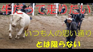 超有望株同士の対決【小千谷の角突き】朝日 vs ヒム２号　2021年５月初場所