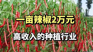 河南小伙种植辣椒,一亩辣椒卖两万,年销7000万,他是这么做到的？