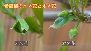 老爺柿のオス花とメス花