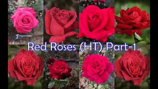 Episode 25 // Red Roses (HT) Part-1