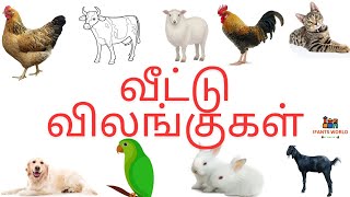 வீட்டு விலங்குகள் |learn domestic animals name in tamil |வீட்டு விலங்குகளின் பெயர்கள்#toddlers #kids