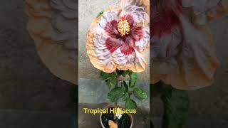 #Tropical hibiscus@sharmi's Chad bagan#