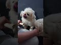 ペキニーズ（犬）飼い主が手に持った骨をかじるワンコ② shorts ペキニーズ 犬 pekingese dog