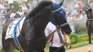 新馬戦のフォルラニーニ【パドック・レース・口取り式】（現地）