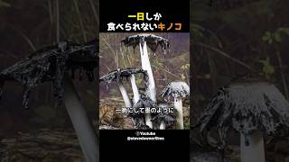 一日しか食べれないキノコ